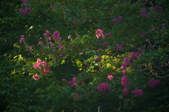 残暑の百日紅