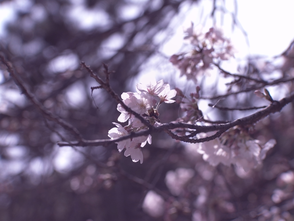 思案の森