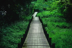 池へのアクセス