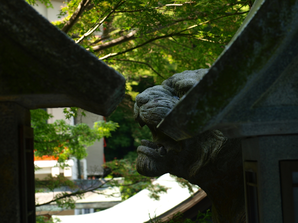 とらのはなさき