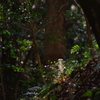 湿生森