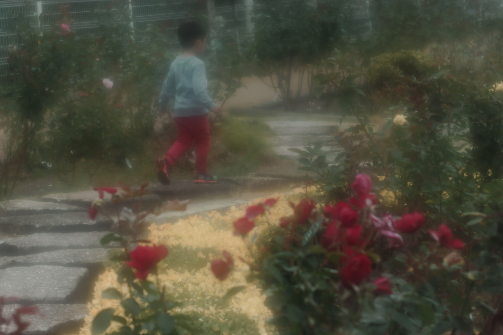 赤薔薇と少年