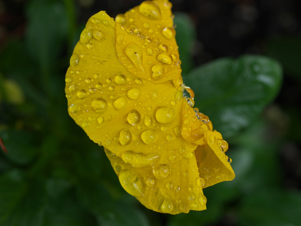 雨の日の日常