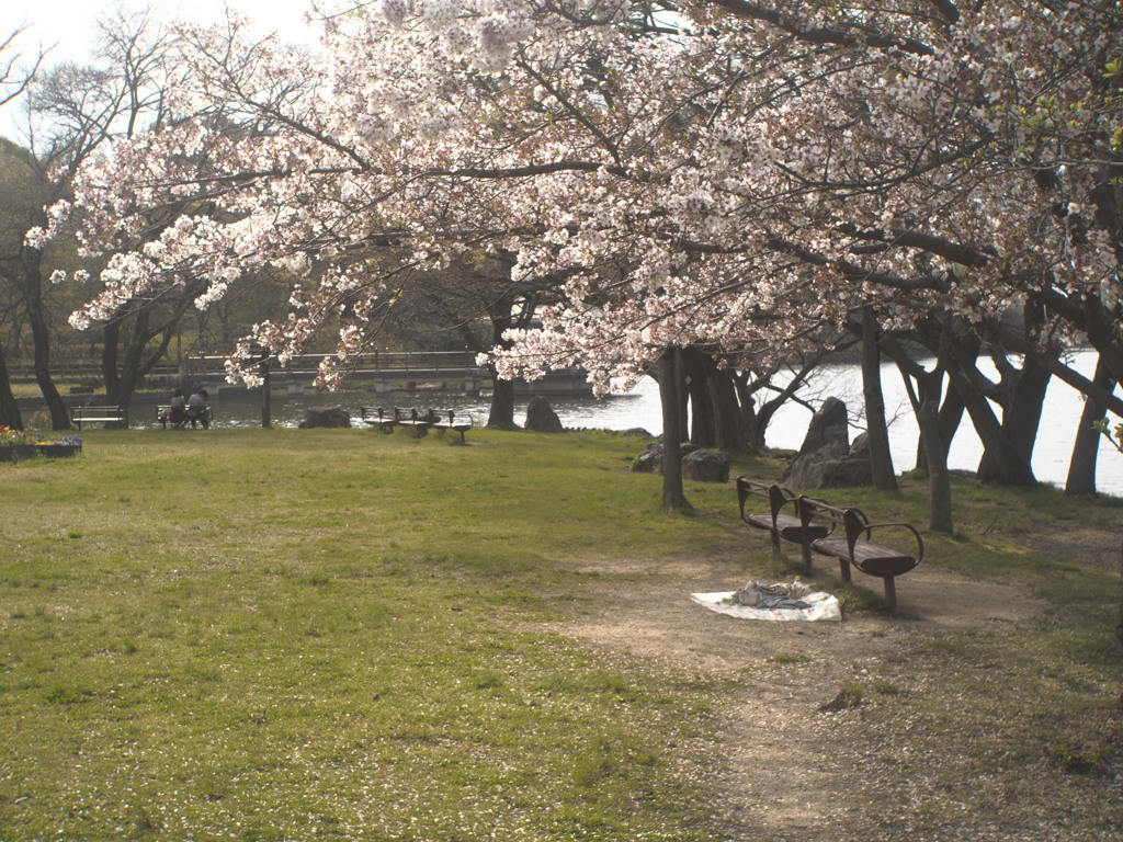 きれいな桜やねぇ