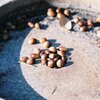 団栗の食卓