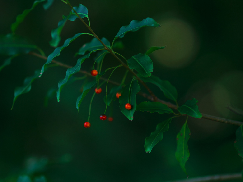 森の奥の出来事