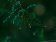 森の奥の出来事