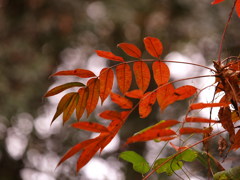 秋に伝えたい想い