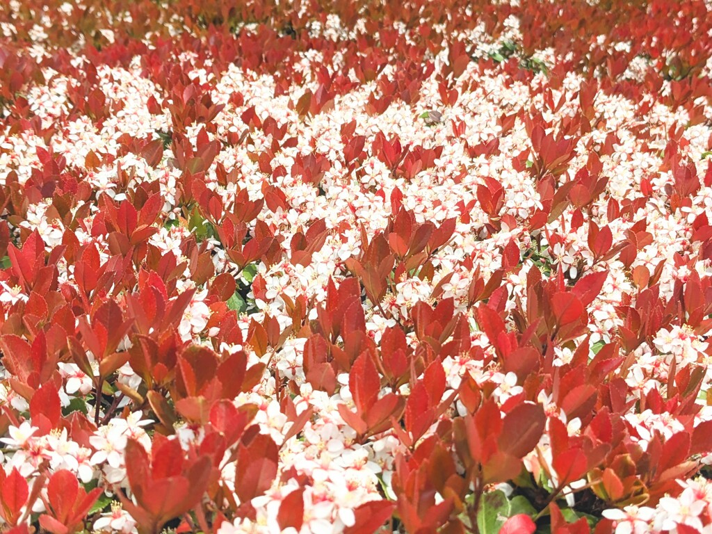 垣根の花
