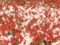 垣根の花