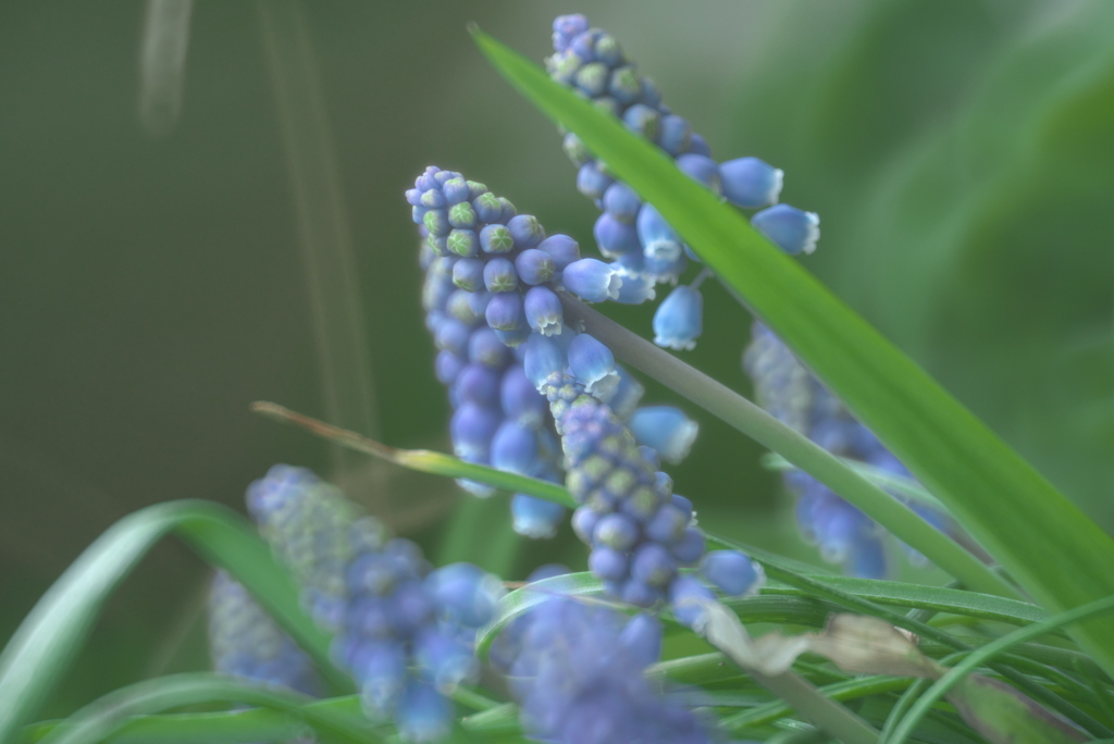 ムスカリの森