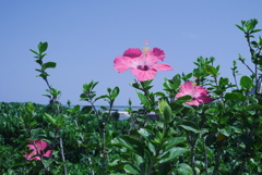 南の島