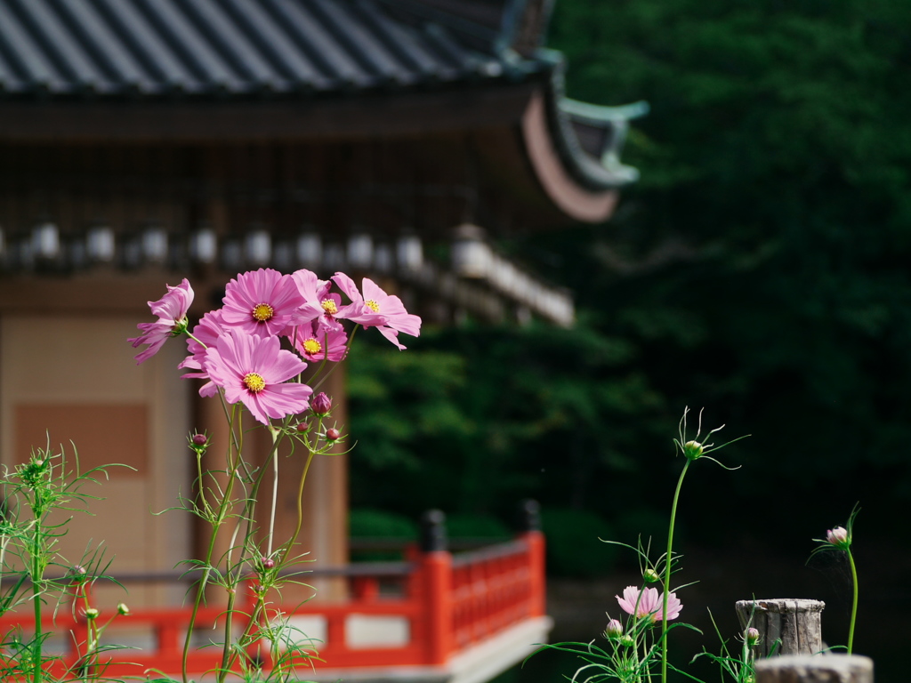 花と影