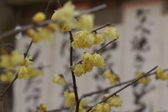 おしながき