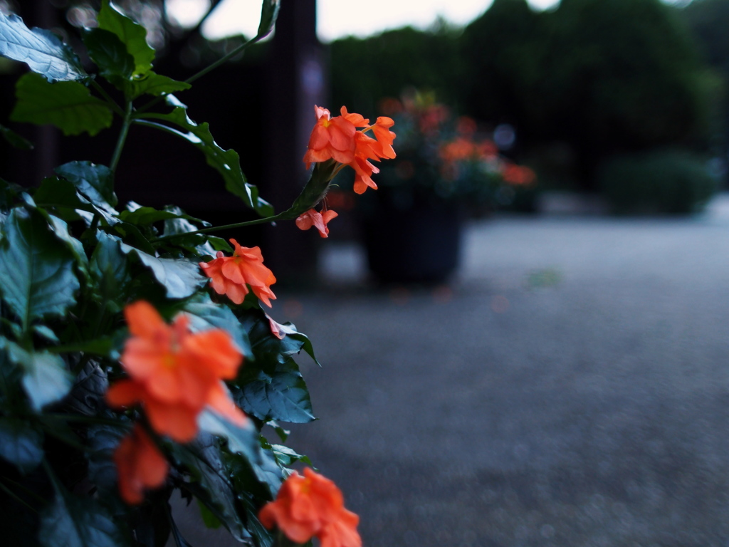 夕緋の色