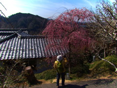 街角クルーズ