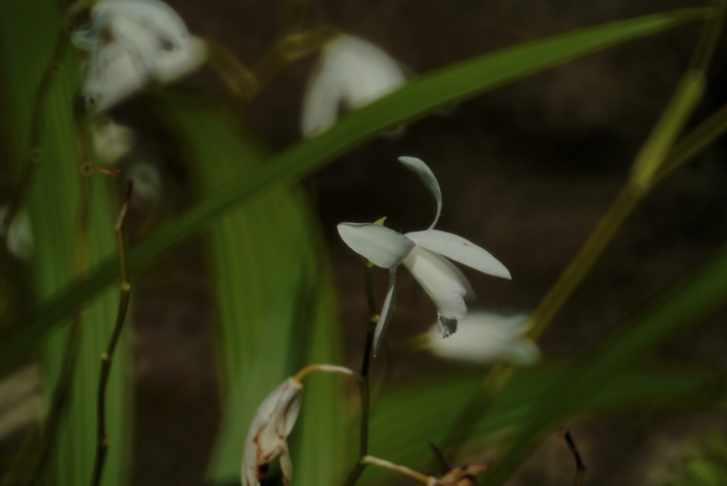 日陰に暮らす。