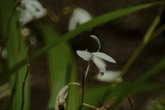 日陰に暮らす。