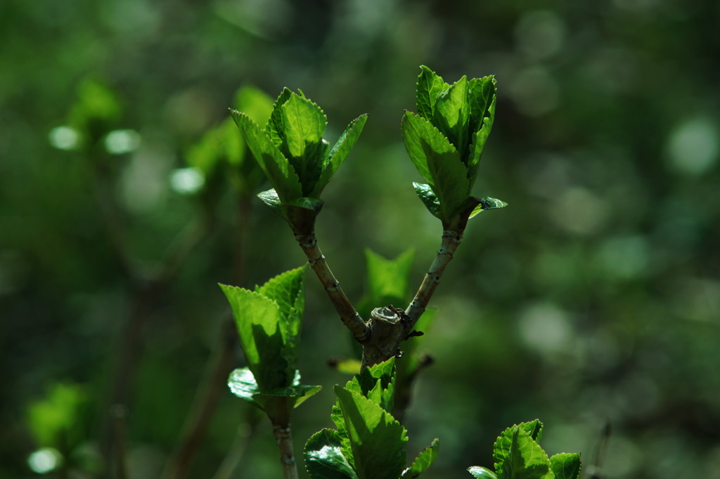 新芽撮りー。