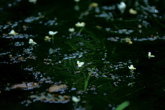 ちっちゃな花