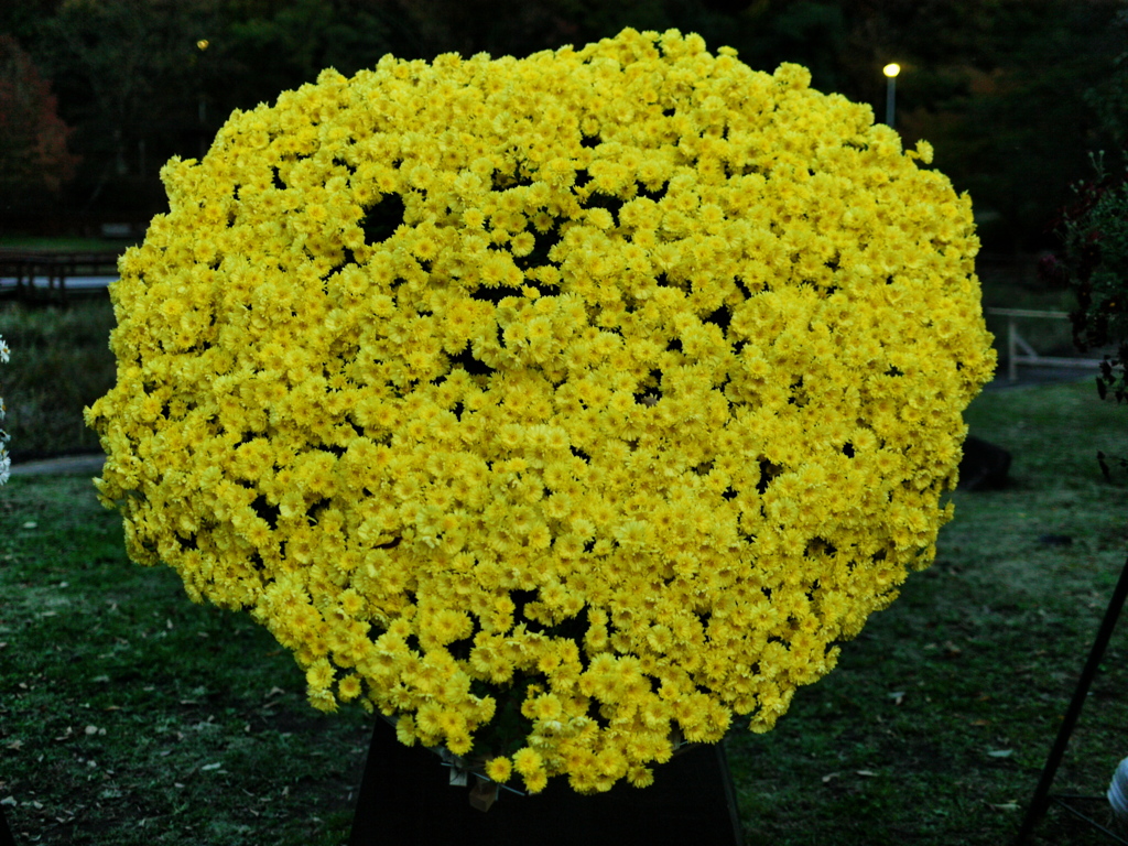 秋には秋の花束を