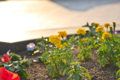 センター花壇