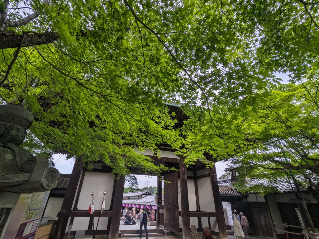 山門の青紅葉