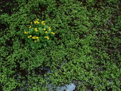 春雨前線