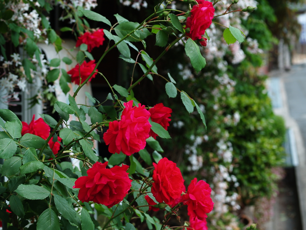 薔薇とジャスミンの香り