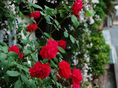 薔薇とジャスミンの香り