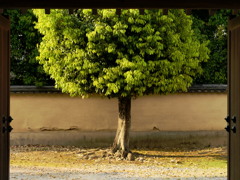 1本の木