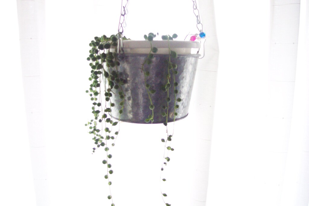 窓辺の植物