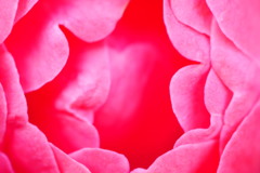 ある花のこと