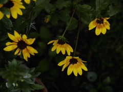映える花弁