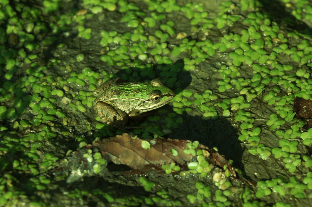 それでも僕はやってない。