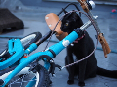 猫自転車に乗る