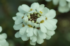 にぎやかな華族