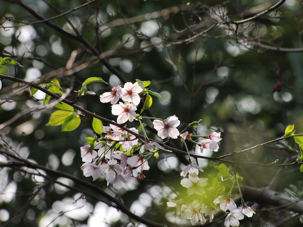 目移りさくら