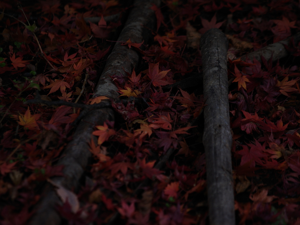 奥山紅葉