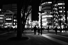 夜の街路樹