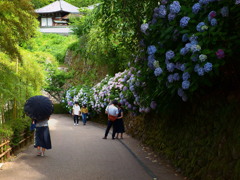 紫陽花の咲く道