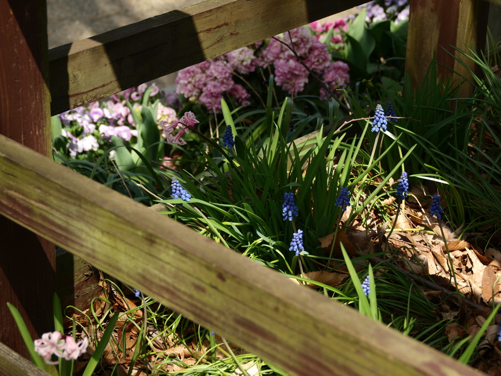 日影のムスカリ