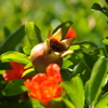 柘榴の花