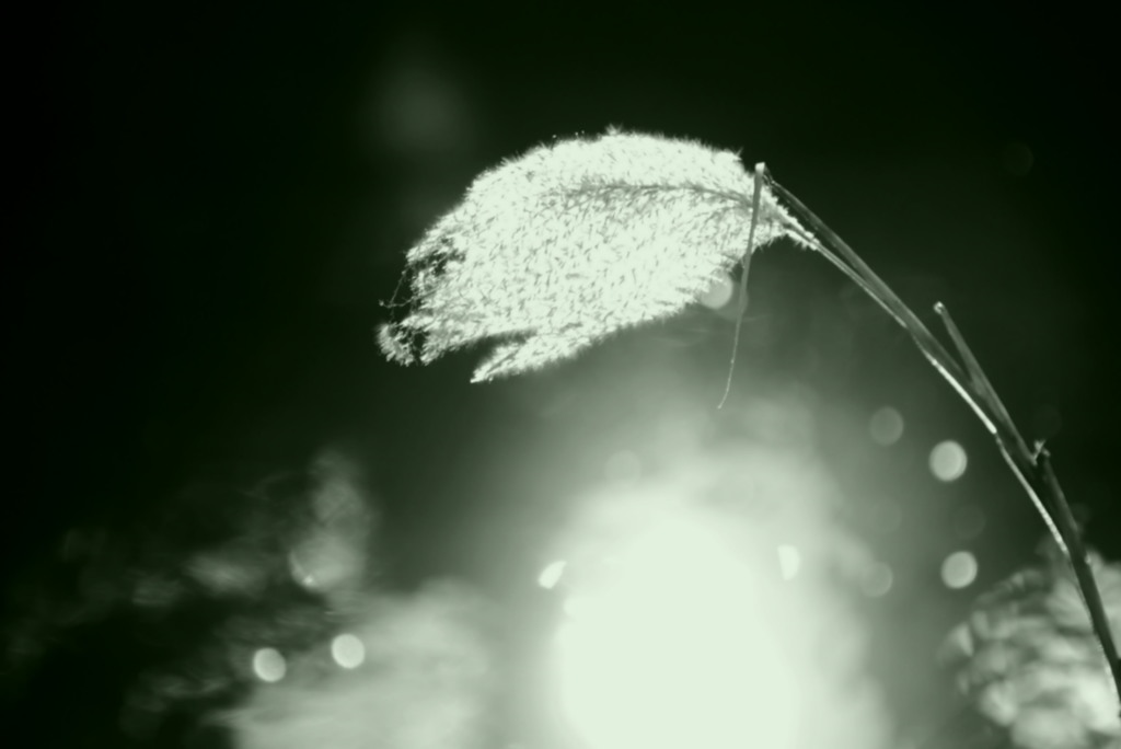 カオスコスモス