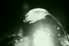 カオスコスモス