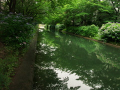 紫陽花の咲く頃