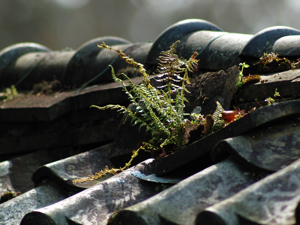 屋根の上の三年