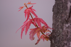 秋の芽吹き