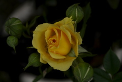 薔薇のシュシュ