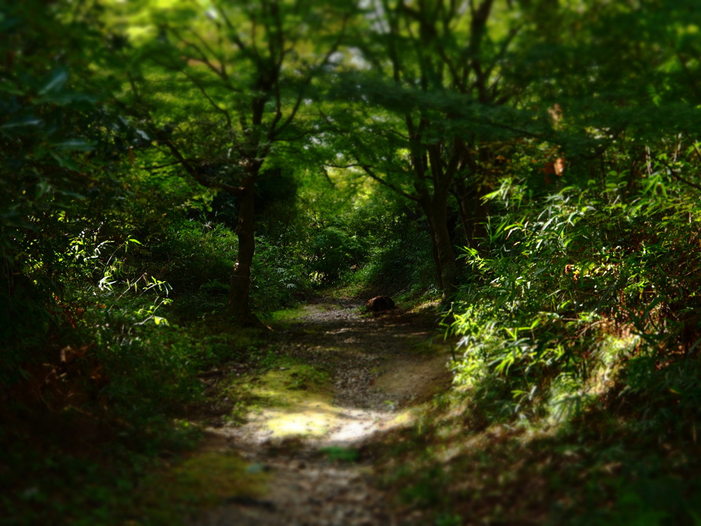 山歩き